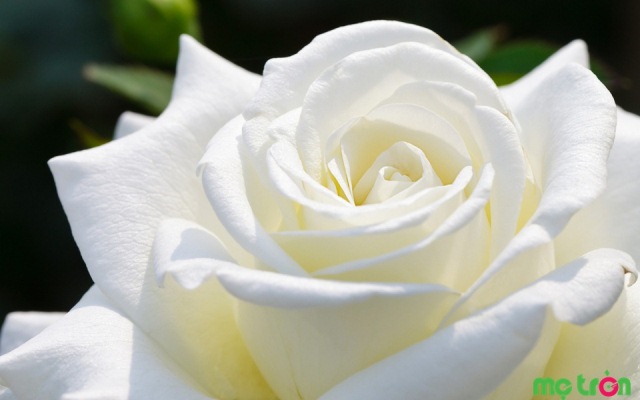 Hoa hồng trắng cũng chính là nguyên liệu giúp điều trị ho hiệu quả cho bé